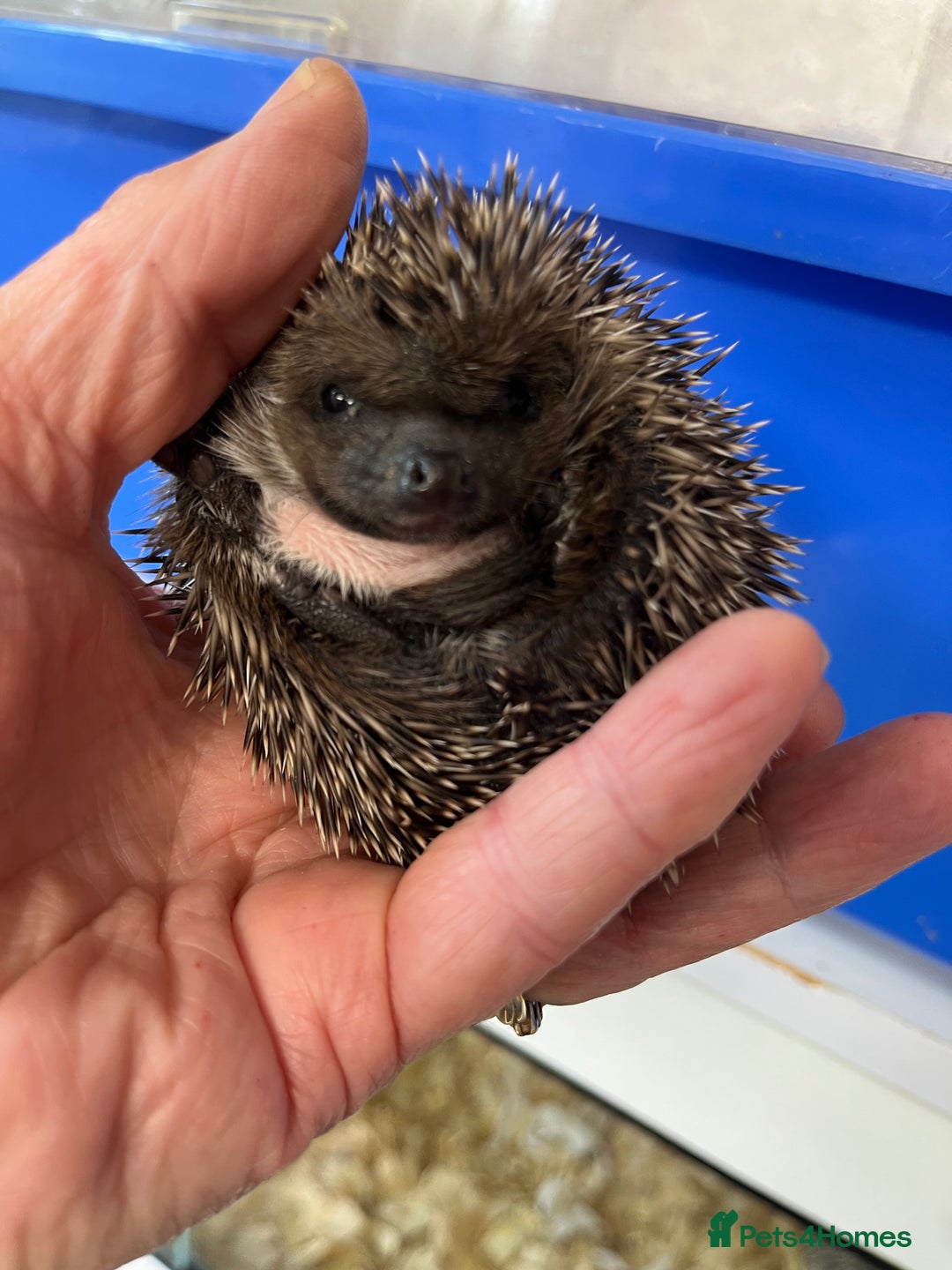 Pygmy Hedgehog rodents for sale: 8 week old baby hoglets ready now- super friendly  - Image 8