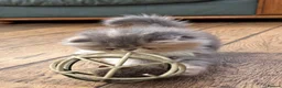 Persian cats for sale: Exotic long haired kittens male and female  - Advert 9