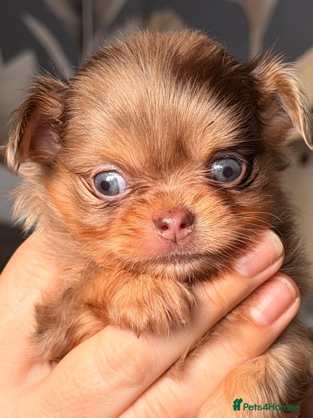 Chihuahua dogs for sale: Long coated Chihuahuas *super rare! - Advert 11