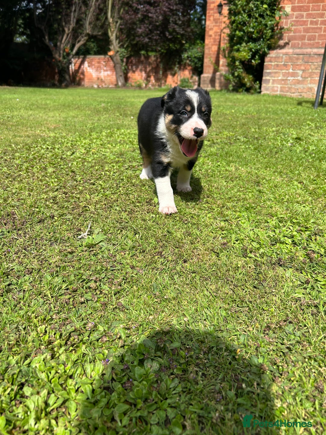 Border Collie dogs for sale: Gorgeous Border Collie Puppies  - Image 26