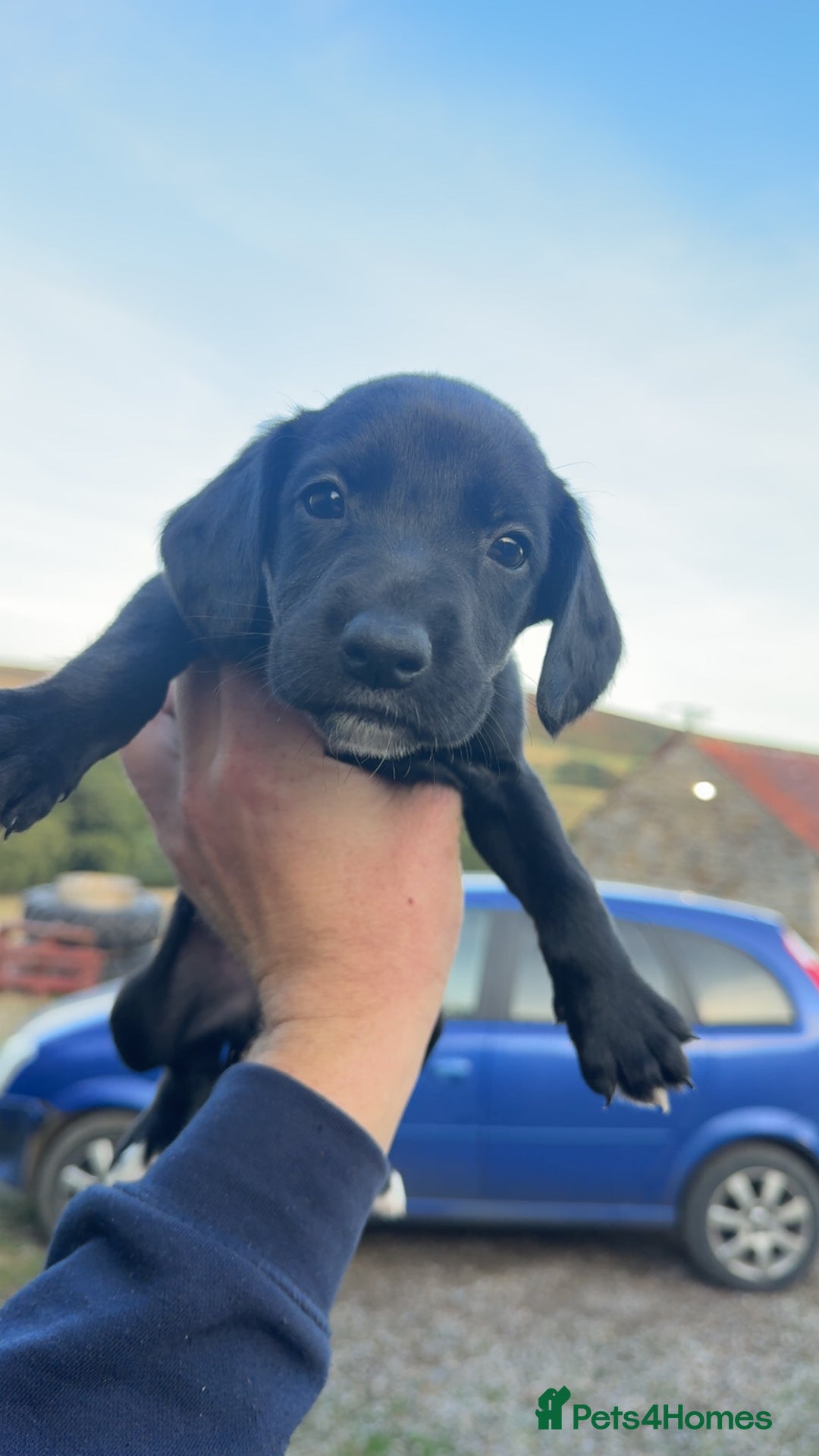 Mixed Breed dogs for sale: Lurcher x springer  - Image 5