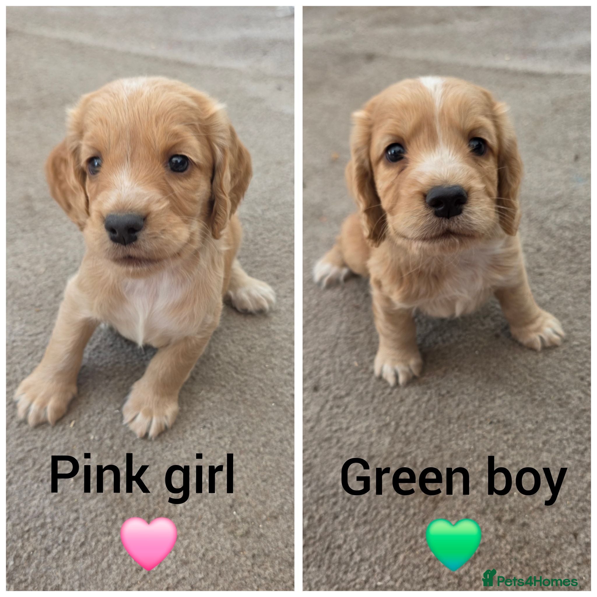 Cocker Spaniel dogs KC Reg health tested working cocker spaniels - Advert 1