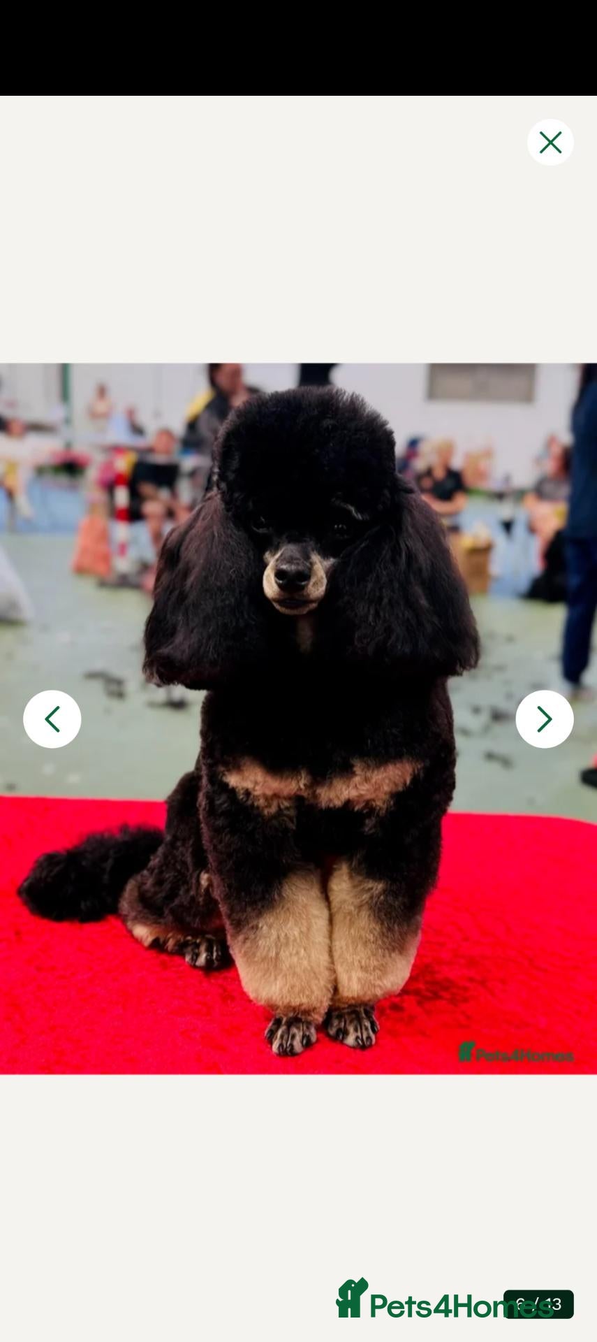 Maltipoo dogs for sale: lola mum - Advert 2