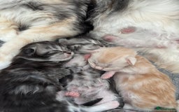 Maine Coon cats for sale: 3 beautiful Maine coon babies READY NOVEMBER - Image 15