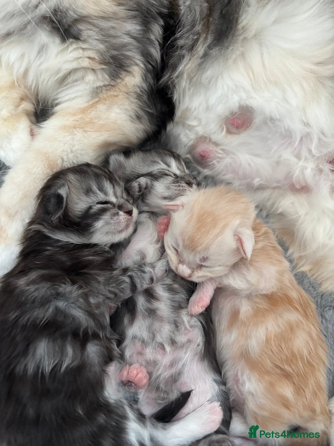 Maine Coon cats for sale: 3 beautiful Maine coon babies READY NOVEMBER - Image 15