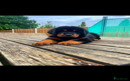 Tibetan Mastiff dogs for sale: 6 Tibetan Mastiff Puppies - Image 11
