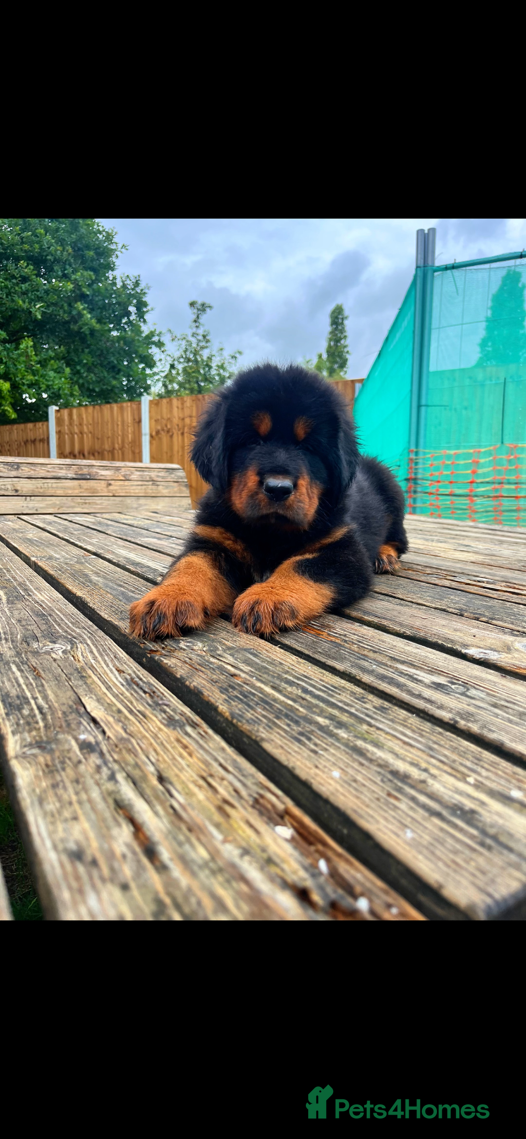 Tibetan Mastiff dogs for sale: 6 Tibetan Mastiff Puppies - Image 11