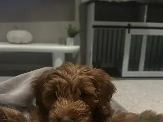 Cockapoo dogs Biscuit is looking for his forever home - Advert 2