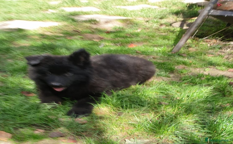 German Shepherd dogs - Advert 4