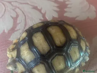 Tortoise reptiles Sulcata tortoise babies - Advert 14