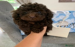 Toy Poodle dogs for sale: Chocolate toy poodles  - Image 1