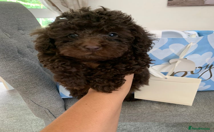Toy Poodle dogs - Advert 9