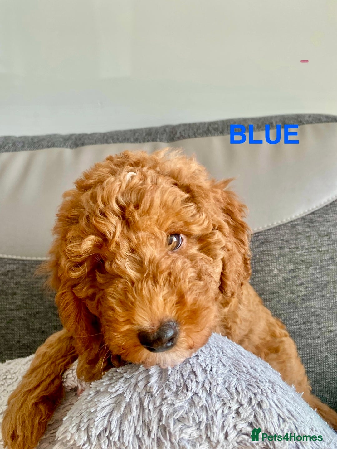 Cockapoo dogs for sale: Beautiful cockpoo boys for sale!! - Image 2