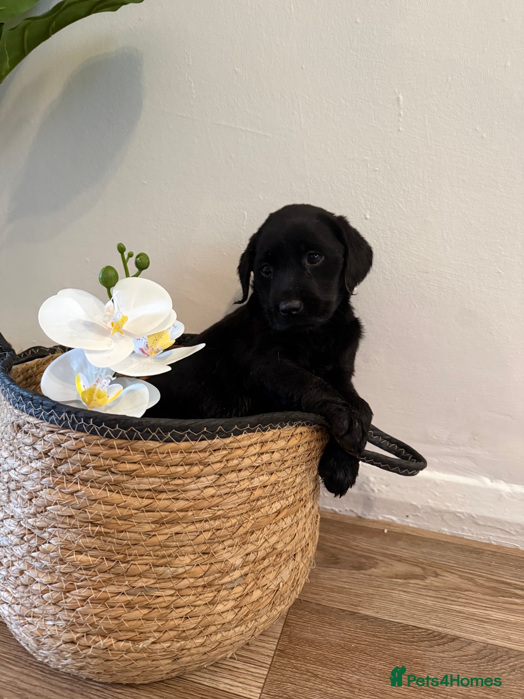 Labrador Retriever dogs for sale: Labrador pups for sale  - Advert 9