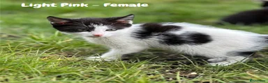Mixed Breed Kitten 6