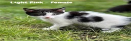 Mixed Breed cats for sale: Fluffy, Happy, Healthy Kittens! in Bungay - Advert 10