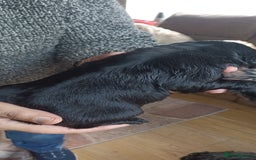 Cocker Spaniel dogs for sale: Stunning cocker spaniel litter  - Image 12