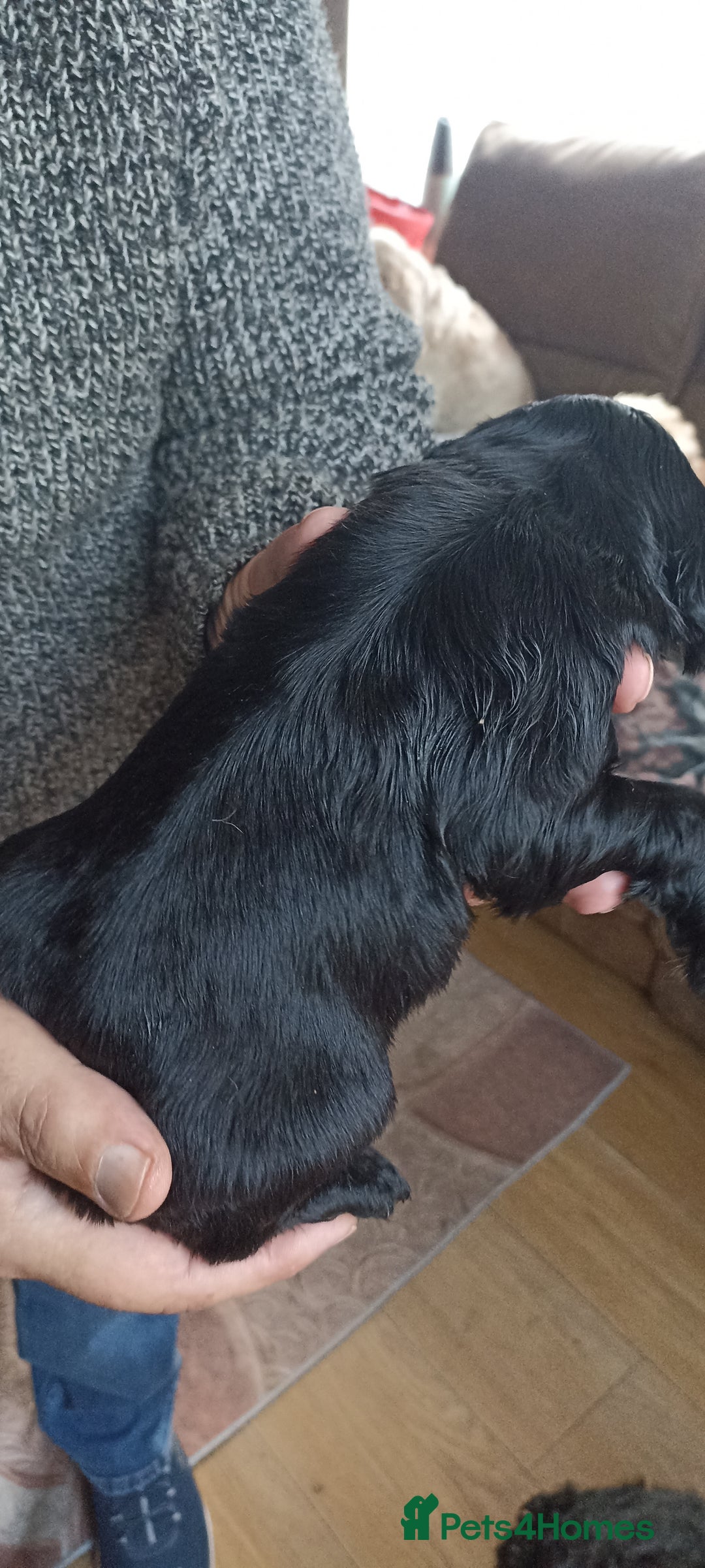 Cocker Spaniel dogs for sale: Stunning cocker spaniel litter  - Image 12