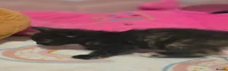 Mixed Breed cats for sale: Beautiful kittens  - Advert 8