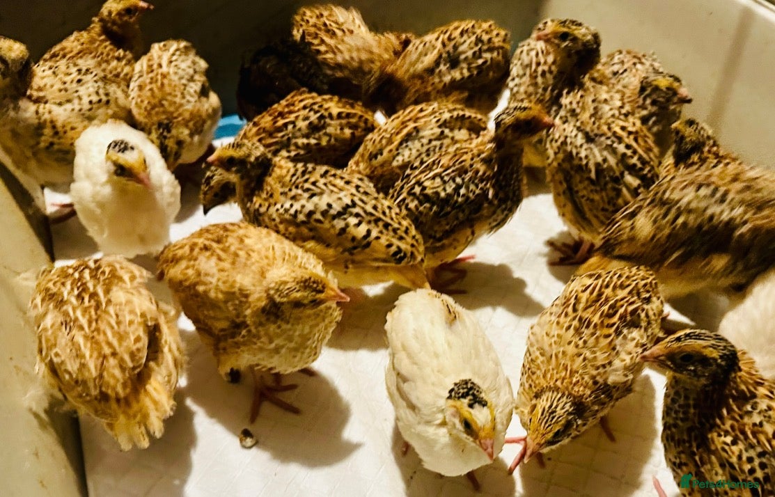 Quail poultry Point of Lay Jumbo Coturnix Quails - Advert 1