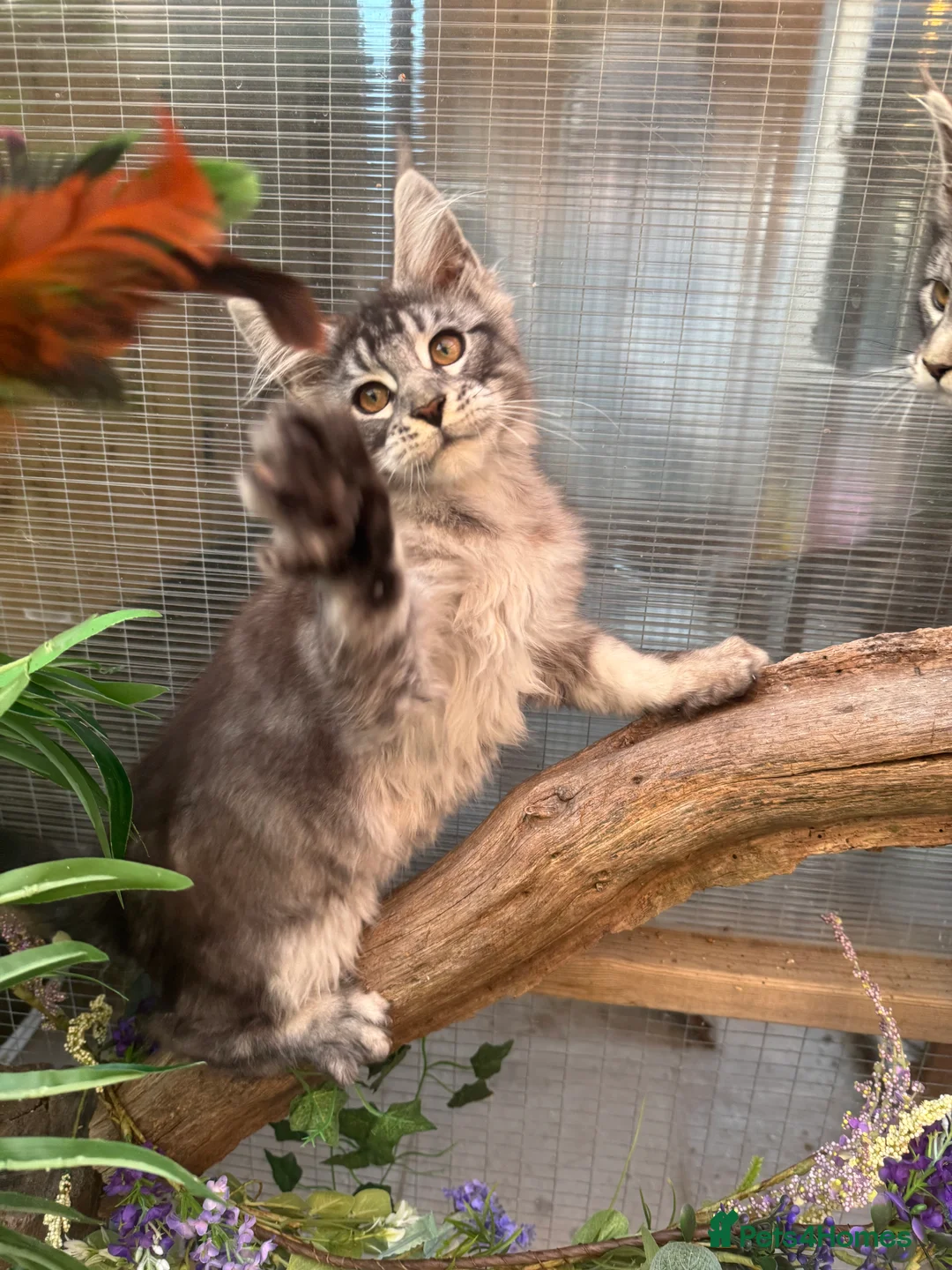 Maine Coon cats for sale: Stunning silver/black tabby MC boys available  - Advert 28