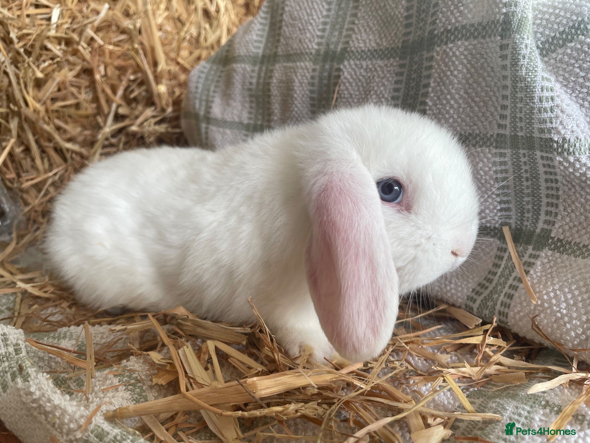 Mini Lop rabbits Mini lop doe ready to reserve  - Advert 3