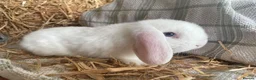 Mini Lop rabbits for sale: Mini lops ready to reserve  - Advert 7