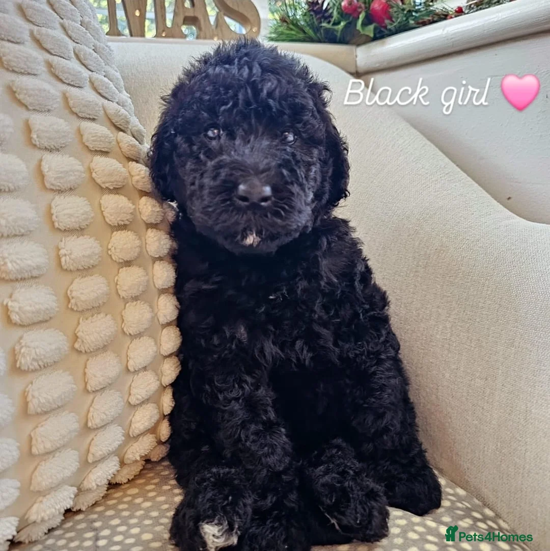 Labradoodle dogs for stud: PROVEN Healthy Labradoodle STUD - HYPOALLERGENIC   - Advert 18