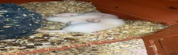 Ferret rodents for sale: Ferrets in Chelmsford - Advert 2