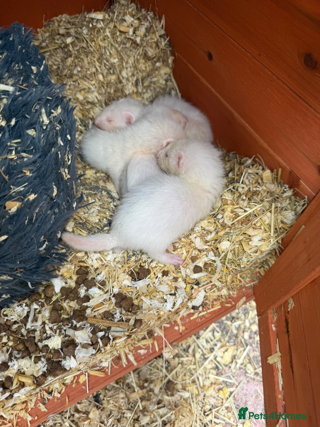 Ferret rodents for sale: Ferrets in Chelmsford - Advert 2