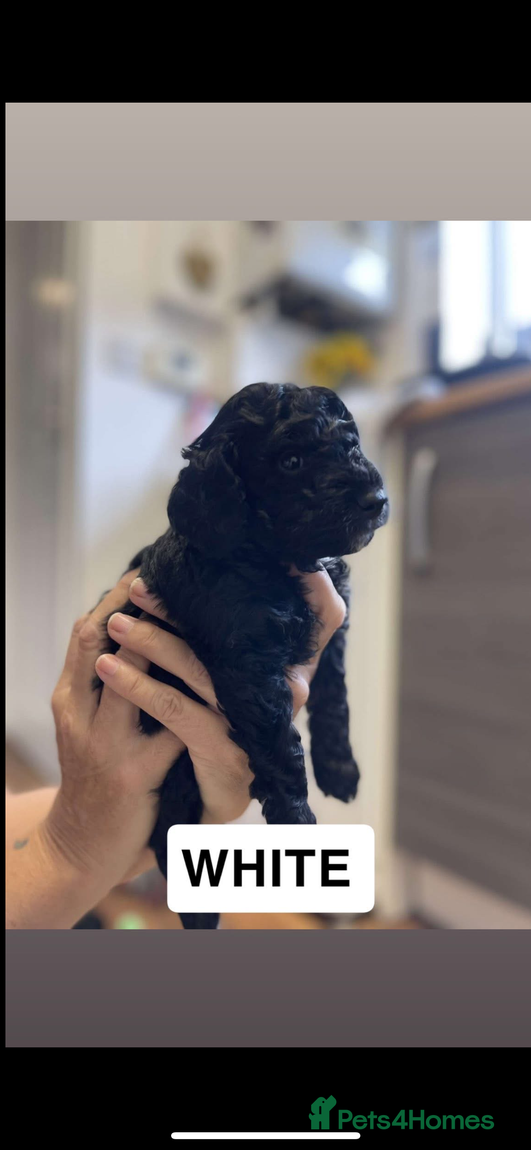 Cockapoo dogs for sale: 🐶ADORABLE F1B COCKAPOOS🐶  - Image 6