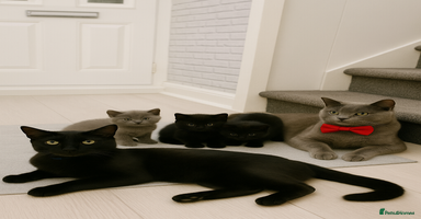 British Shorthair cats - Advert 5
