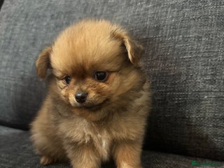 Pomchi dogs Pomeranian puppy’s - Advert 4