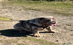 English Bulldog dogs for sale: English Bulldog 9 months old  - Image 3