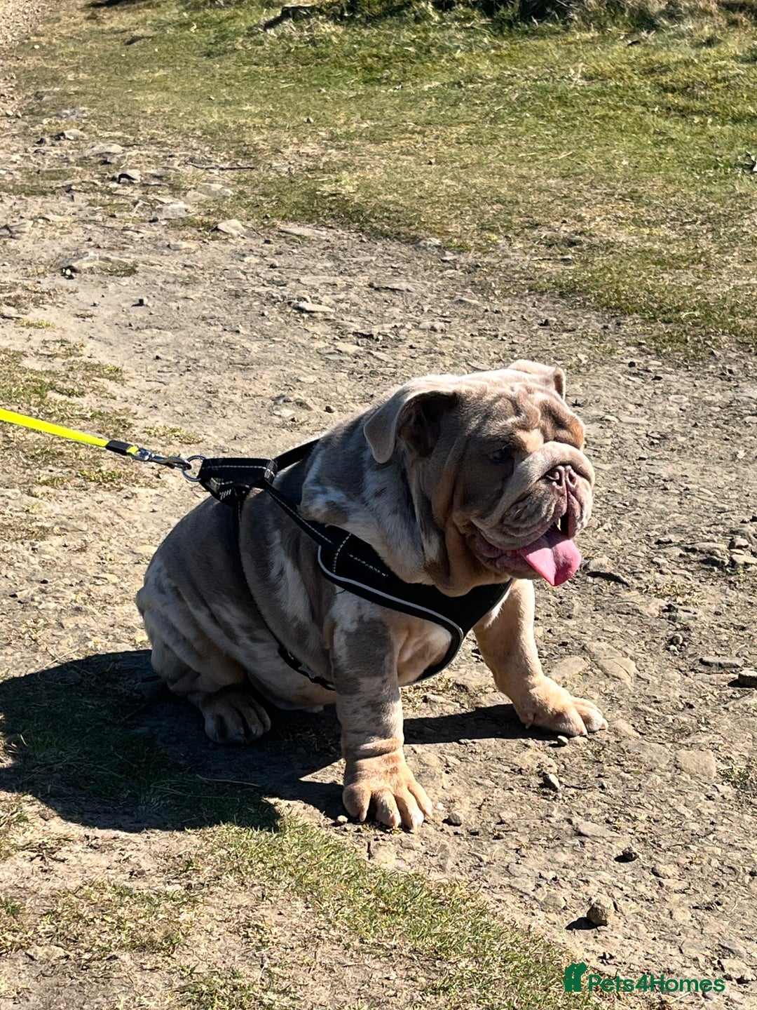 English Bulldog dogs for sale: English Bulldog 9 months old  - Image 3