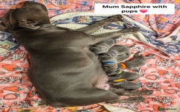 Staffordshire Bull Terrier dogs for sale: Gorgeous Chunky KC Blue Staffy Puppies - Image 19