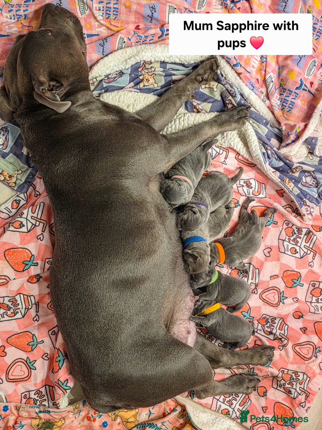 Staffordshire Bull Terrier dogs for sale: Gorgeous Chunky KC Blue Staffy Puppies - Image 19