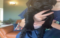 Labradoodle dogs for sale: Labradoodle F1B back to labrador - Image 5