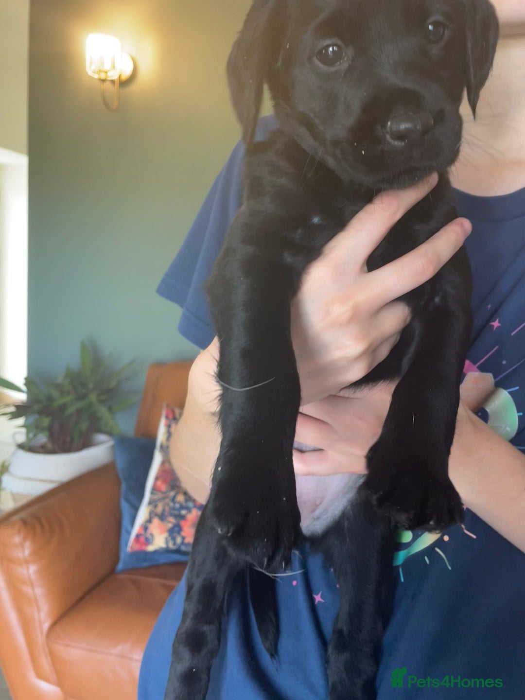 Labradoodle dogs for sale: Labradoodle F1B back to labrador - Image 5