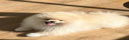 Pomeranian dogs for sale: Pom Puppies from Five Star breeder  - Advert 23