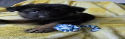German Shepherd dogs for sale: German shepherd pups in Huddersfield - Advert 2