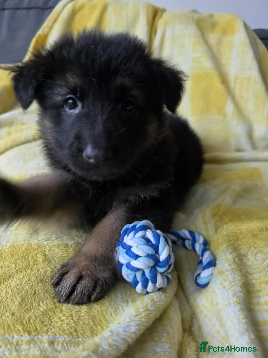 German Shepherd dogs for sale: German shepherd pups in Huddersfield - Advert 2