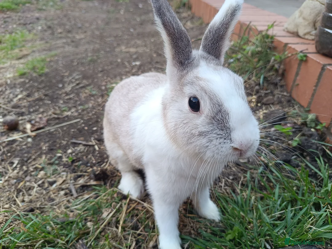 Dutch rabbits for sale: Darling Beautiful Girl - Advert 1