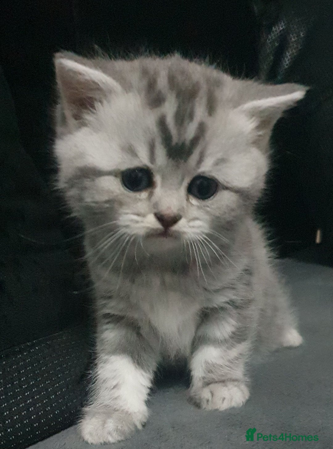 British Shorthair cats for sale: Beautiful kittens ready now  - Image 10