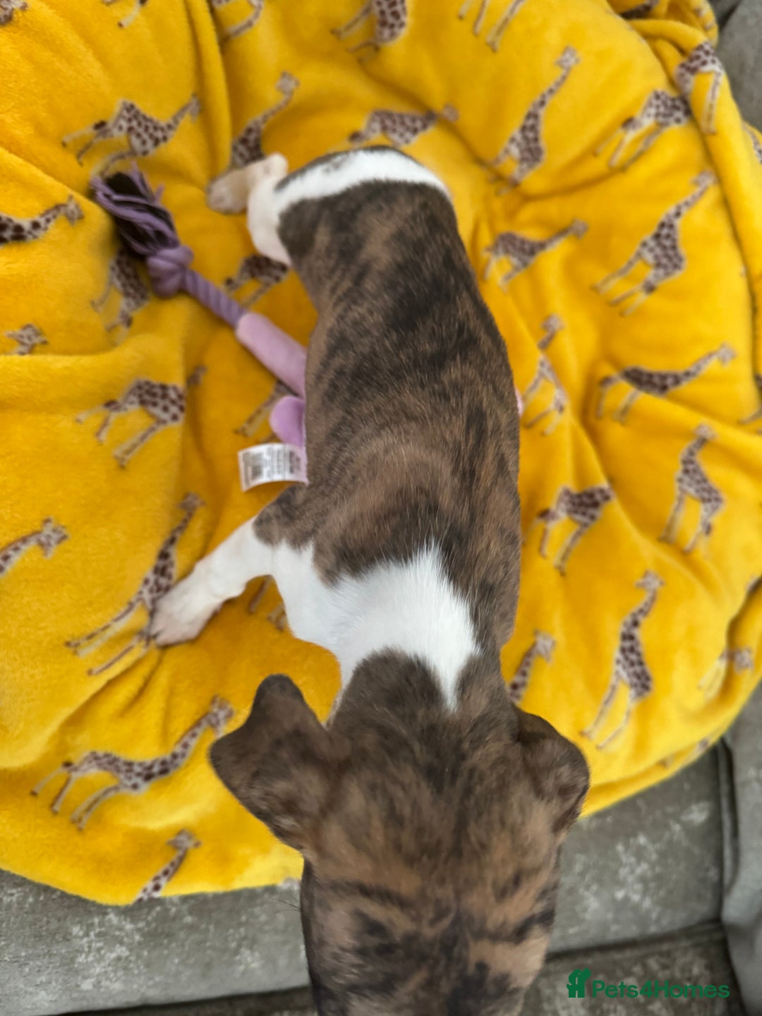 Whippet dogs for sale: Beautiful whippet puppies ready soon - Image 13