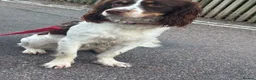 English Springer Spaniel dogs for sale: Lupo. 8 month old springer looking for a new home in Beaminster - Advert 4