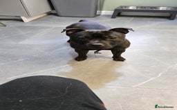 Staffordshire Bull Terrier dogs for sale: STAFFY BOY 11months old CHAMPION BLOODLINE  - Image 5