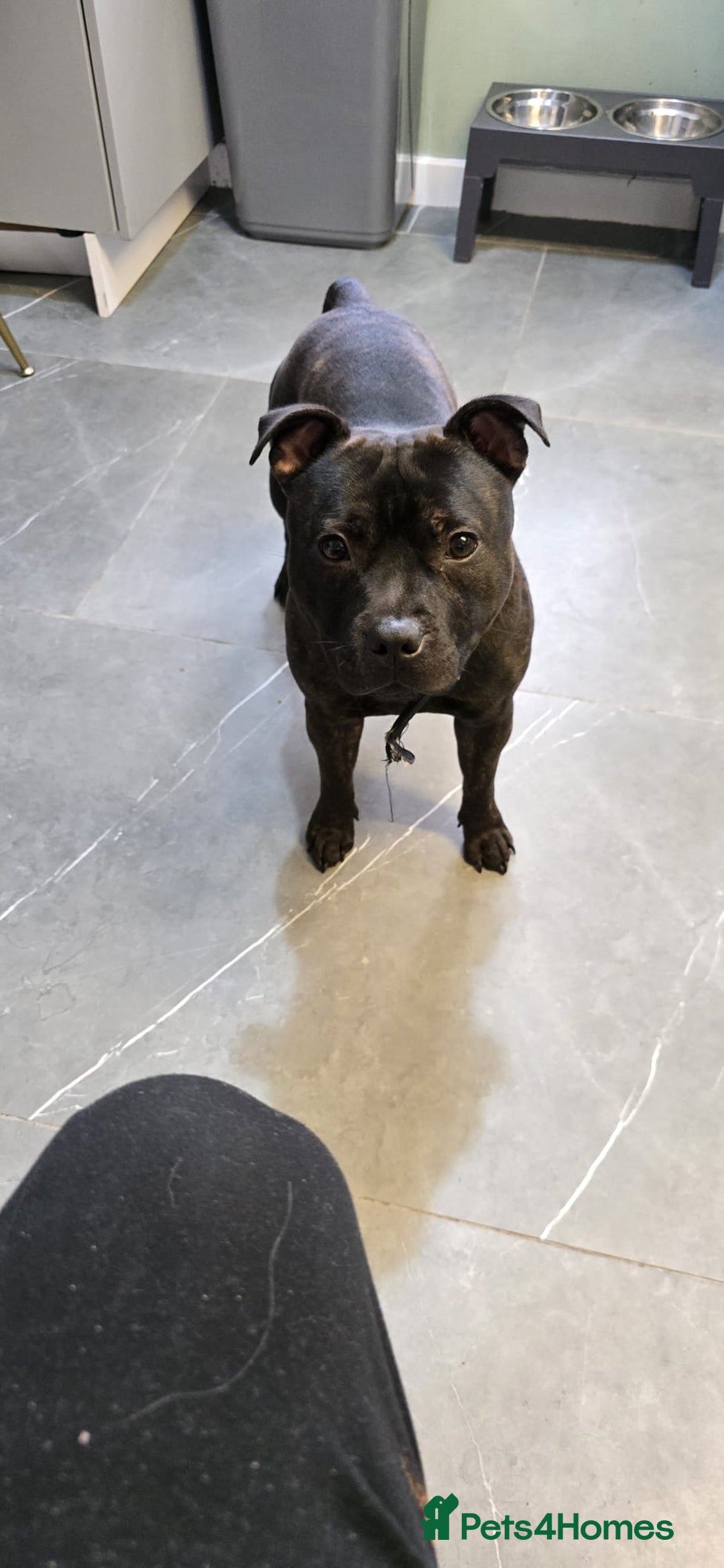 Staffordshire Bull Terrier dogs for sale: STAFFY BOY 11months old CHAMPION BLOODLINE  - Image 5