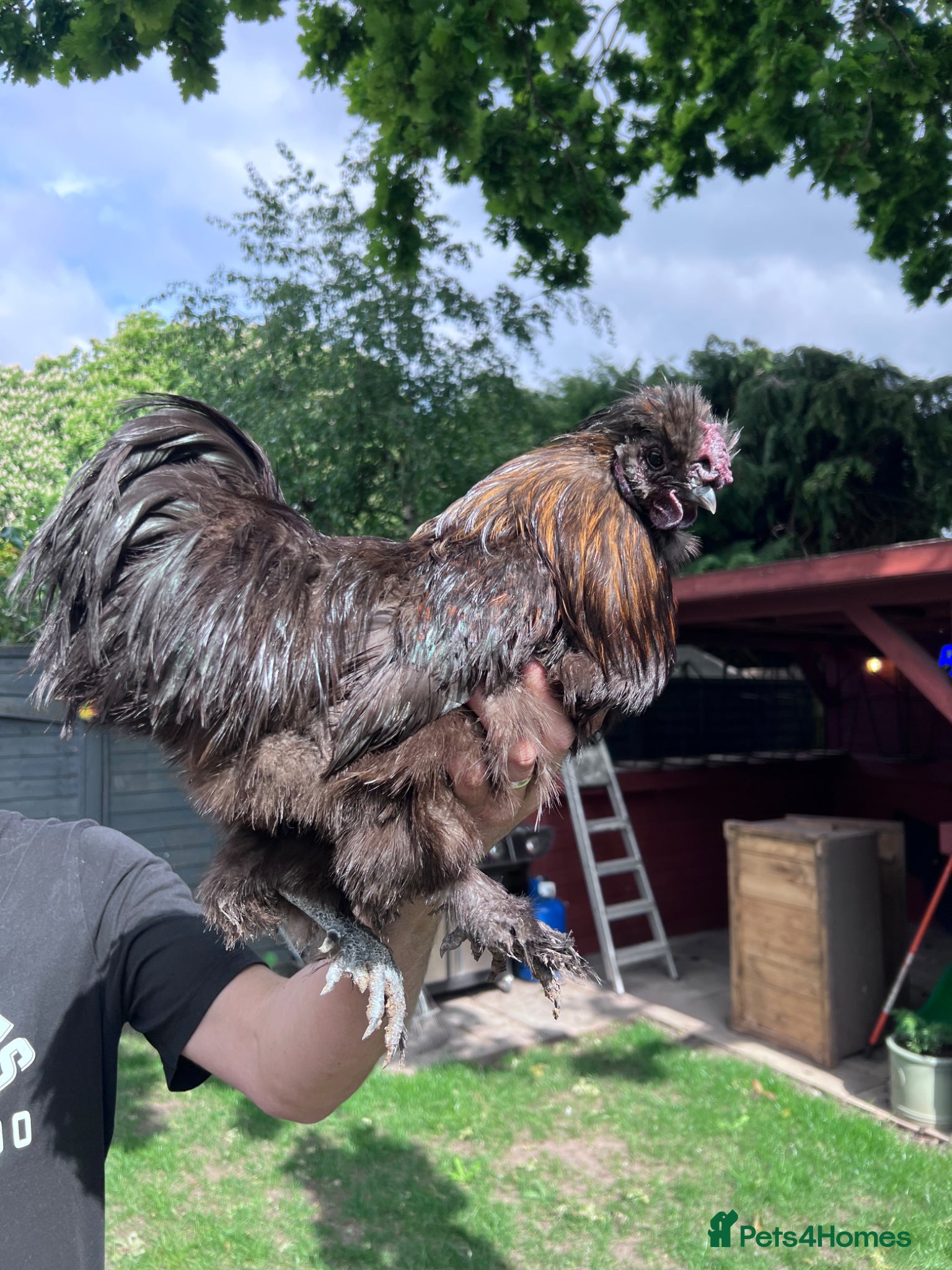 Chickens poultry 3 cockerels for rehome - Advert 1