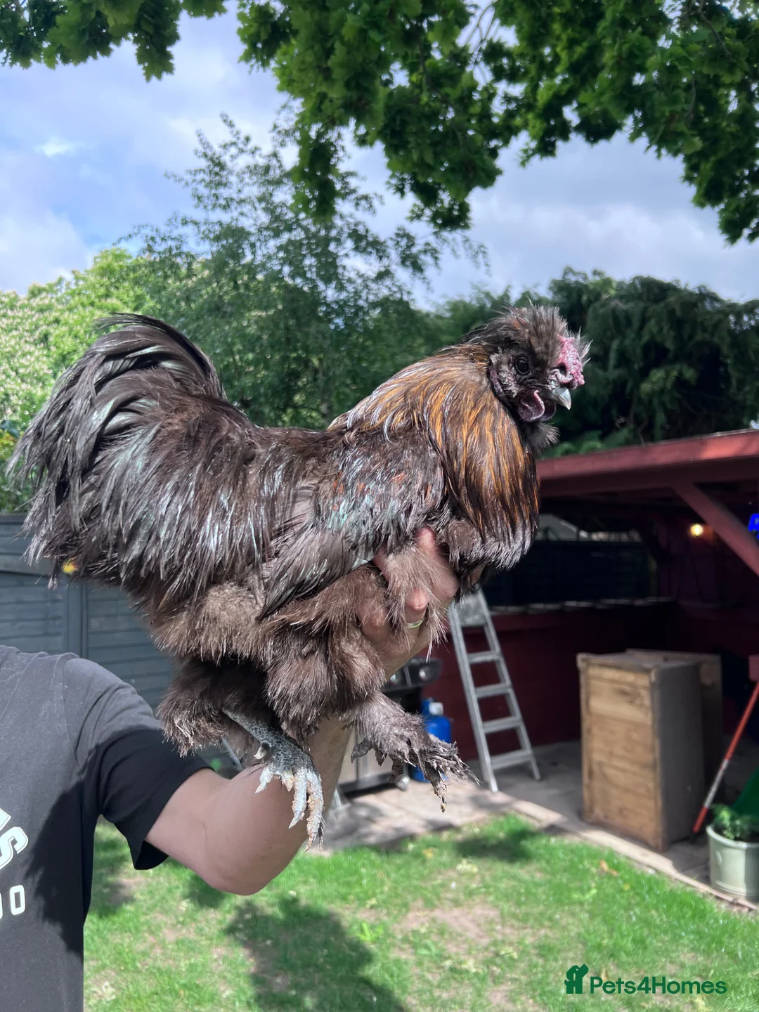 Chickens poultry for sale: 3 cockerels for rehome in Warwick - Advert 1